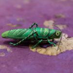 Grasshopper Pin
